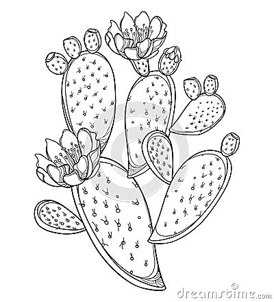 Vector branch of outline Indian fig Opuntia or prickly pear cactus, fruit, flower and spiny stem in black isolated on white. Vector Illustration