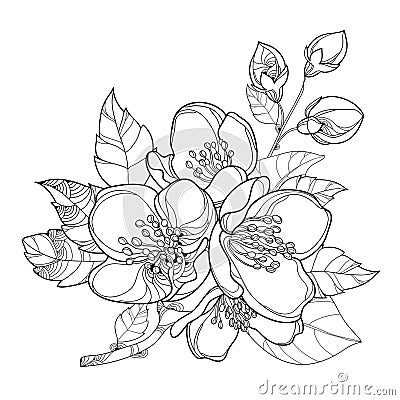 Vector branch with outline Jasmine flowers, bud and leaves isolated on white background. Floral elements for spring design. Vector Illustration