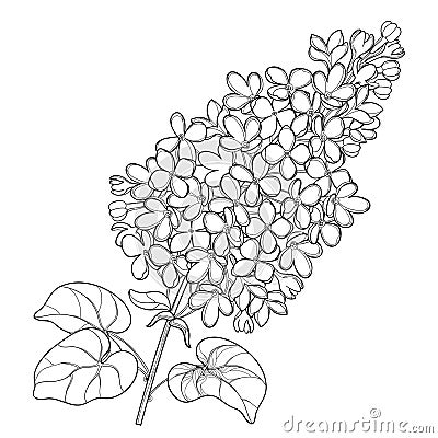 Vector branch with outline Lilac or Syringa flower bunch and ornate leaves in black isolated on white background. Vector Illustration