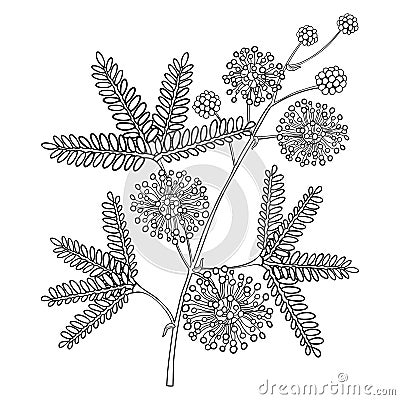 Vector branch of outline Mimosa pudica or sensitive plant or sleepy plant, flower, bud and leaf in black isolated on white. Vector Illustration