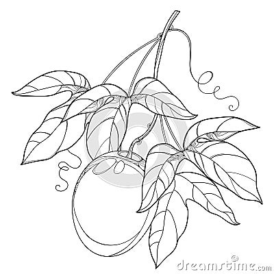 Vector branch with outline Passion fruit or Maracuya fruit and leaf on white background. Perennial tropical plant. Vector Illustration