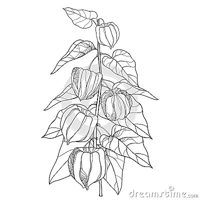 Vector branch with outline Physalis or Cape gooseberry or Ground cherry fruit, leaf and berry isolated on white background. Vector Illustration