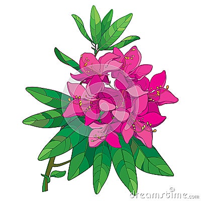 Vector branch with outline pink Rhododendron or Alpine rose flower isolated on white background. Bunch with evergreen alpenrose. Vector Illustration