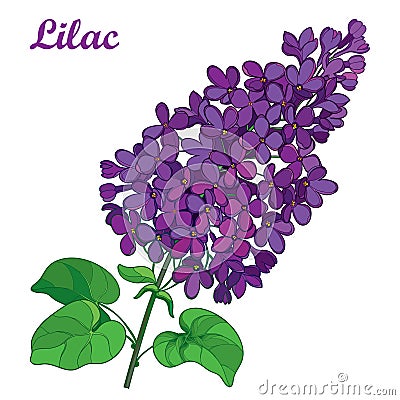 Vector branch with outline purple Lilac or Syringa flower bunch and ornate green leaves isolated on white background. Vector Illustration