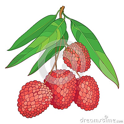 Vector branch with outline red Chinese Lychee or Litchi fruit and green leaf isolated on white. Perennial subtropical tree. Vector Illustration