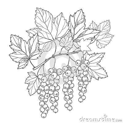 Vector branch with outline Red currant berry and leaves in black isolated on white background. Floral elements with redcurrant. Vector Illustration