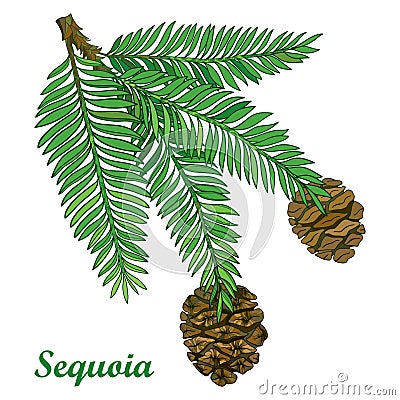 Vector branch with outline Sequoia or California redwood isolated on white background. Coniferous tree branch with pine and cones. Vector Illustration