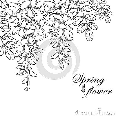 Vector branch of outline white false Acacia or black Locust or Robinia flower, bud and leaves in black isolated on white. Vector Illustration