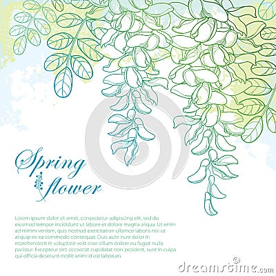 Vector branch of outline white false Acacia or black Locust or Robinia flower, bud and leaves on the pastel blue and green. Vector Illustration