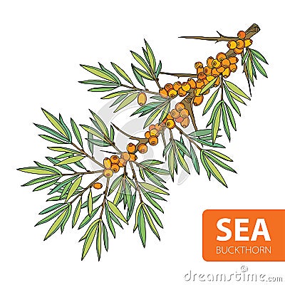 Vector branch of sea buckthorn or sandthorn. Sea buckthorn berries and leaves isolated on white. Vector Illustration