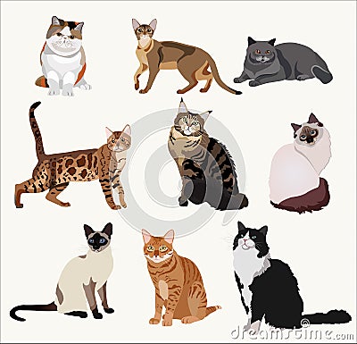 Vector Breed cats in different poses. Cartoon highly detailed pets. Stock Photo