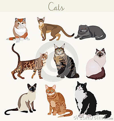 Vector Breed cats in different poses. Cartoon highly detailed pets. Vector Illustration