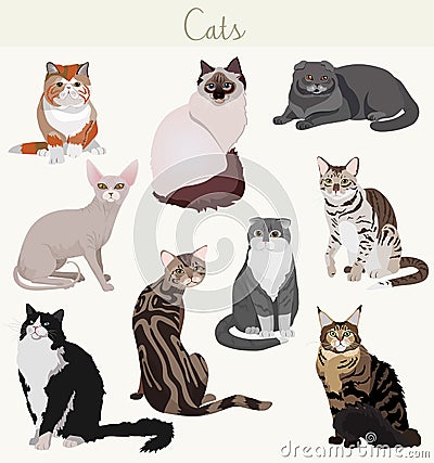 Vector Breed cats in different poses. Cartoon highly detailed pets. Vector Illustration