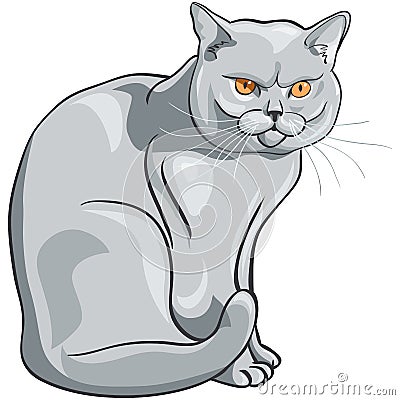 Vector british blue cat sits and looks seriously Vector Illustration