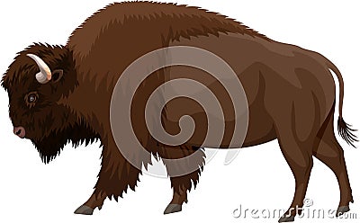 Vector brown zubr buffalo bison Vector Illustration
