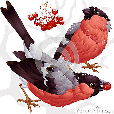 Vector bullfinch and ashberry Vector Illustration