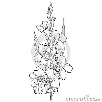 Vector bunch with Gladiolus or sword lily flower, stem, bud and leaf in black isolated on white background. Floral elements. Vector Illustration