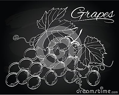 Vector bunch of grapes Vector Illustration