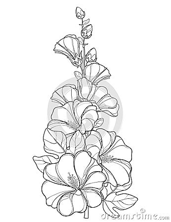 Vector bunch with outline Alcea rosea or Hollyhock flower Vector Illustration