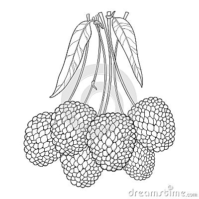 Vector bunch with outline Chinese Lychee or Litchi fruit and leaf isolated on white background. Perennial subtropical plant. Vector Illustration