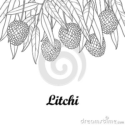 Vector bunch with outline Chinese Lychee or Litchi fruit and leaf isolated on white background. Perennial subtropical tree. Vector Illustration