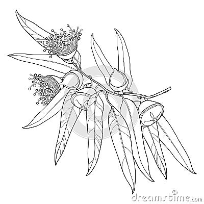 Vector bunch with outline Eucalyptus globulus or Tasmanian blue gum, fruit, flower, leaves on white background. Vector Illustration