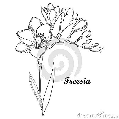 Vector bunch with outline Freesia flower, bud and ornate leaf in black isolated on white background. Perennial fragrant plant. Vector Illustration