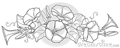 Vector bunch with outline Ipomoea or Morning glory flower bell, leaf and bud in black isolated on white background. Vector Illustration