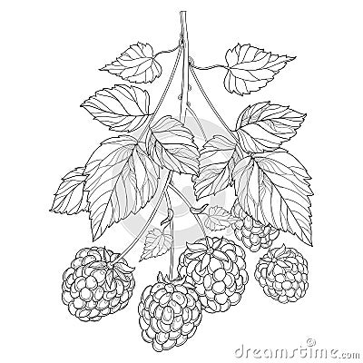 Vector bunch with outline Raspberry with ripe berry and leaves in black on white background. Elements with raspberry. Vector Illustration