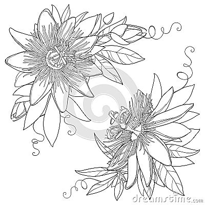 Vector bunch with outline tropical Passiflora or Passion flower. Exotic ornate flowers, bud and leaf in black isolated on white. Vector Illustration