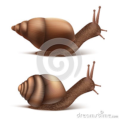 Vector Burgundy, Roman snails. French cuisine delicatessen Vector Illustration