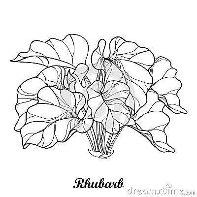 Vector bush with outline Rhubarb or Rheum vegetable in black isolated on white background. Ornate contour leaf of Rhubarb bunch. Vector Illustration