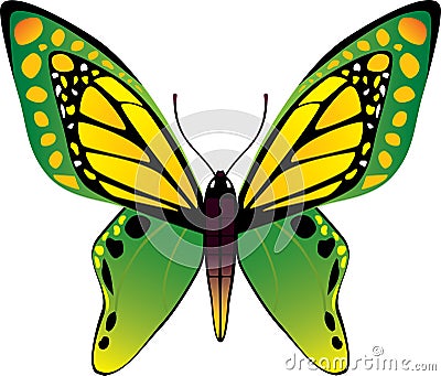 Vector butterfly Vector Illustration