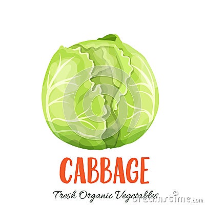 Vector cabbage vegetable Vector Illustration