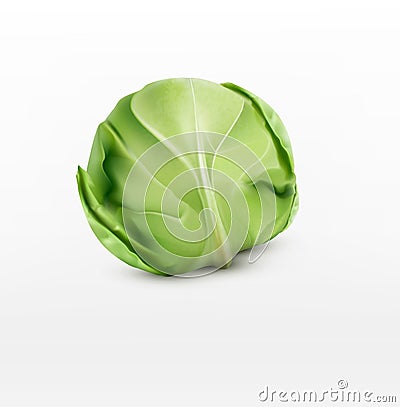 Vector cabbage, on a white background Vector Illustration