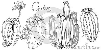 Vector Cactus. Floral botanical flower. Black and white engraved ink art. Isolated cacti illustration element. Vector Illustration