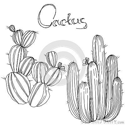 Vector Cactus. Floral botanical flower. Black and white engraved ink art. Isolated cacti illustration element. Vector Illustration