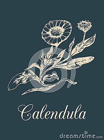 Vector calendula illustration with flowers. Hand drawn botanical sketch of marigold. Drawing in engraving style. Vector Illustration