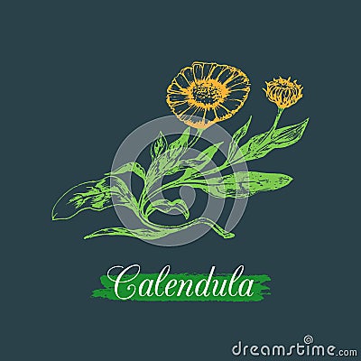 Vector calendula illustration with flowers. Hand drawn botanical sketch of marigold.Medicinal,officinalis plant drawing. Vector Illustration