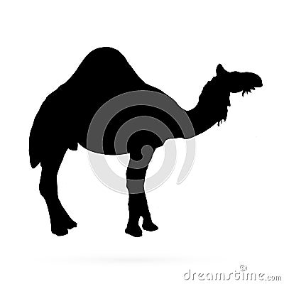 Vector camel silhouettes on the white background Vector Illustration