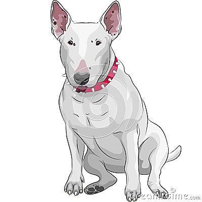 Vector Cartoon Bull Terrier Dog breed sittong Vector Illustration