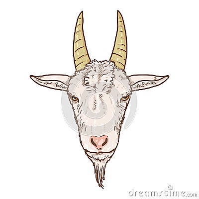 Vector Cartoon Goat Head Vector Illustration