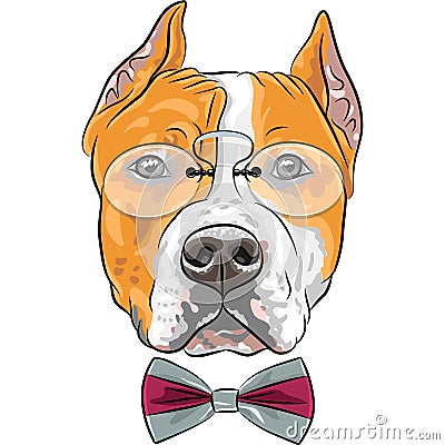 Vector cartoon hipster dog American Staffordshire Terrier Vector Illustration