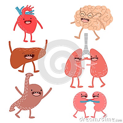 Vector cartoon human anatomy. Set of healthy liver, heart Vector Illustration