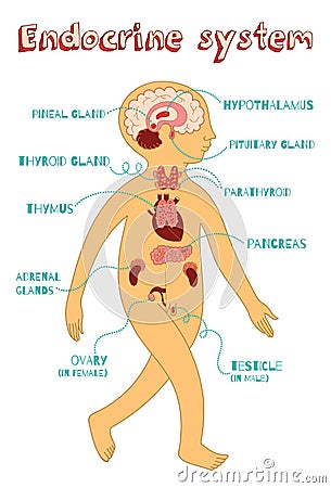 Vector cartoon illustration of endocrine system for kids Vector Illustration