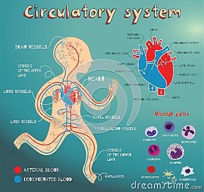 Vector cartoon illustration of human circulatory system for kids Vector Illustration