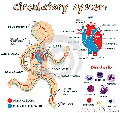 Vector cartoon illustration of human circulatory system for kids Vector Illustration