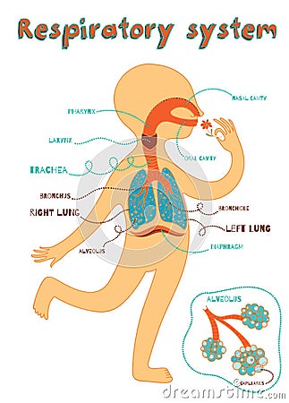 Vector cartoon illustration of human respiratory system for kids Vector Illustration