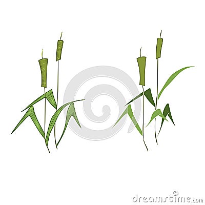 Vector Cartoon Illustration of Reeds Vector Illustration