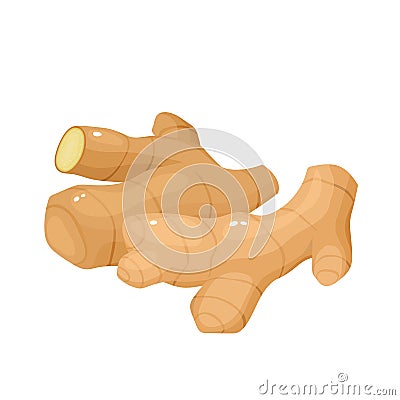 Vector cartoon organic spice ginger isolated on white. Vector Illustration